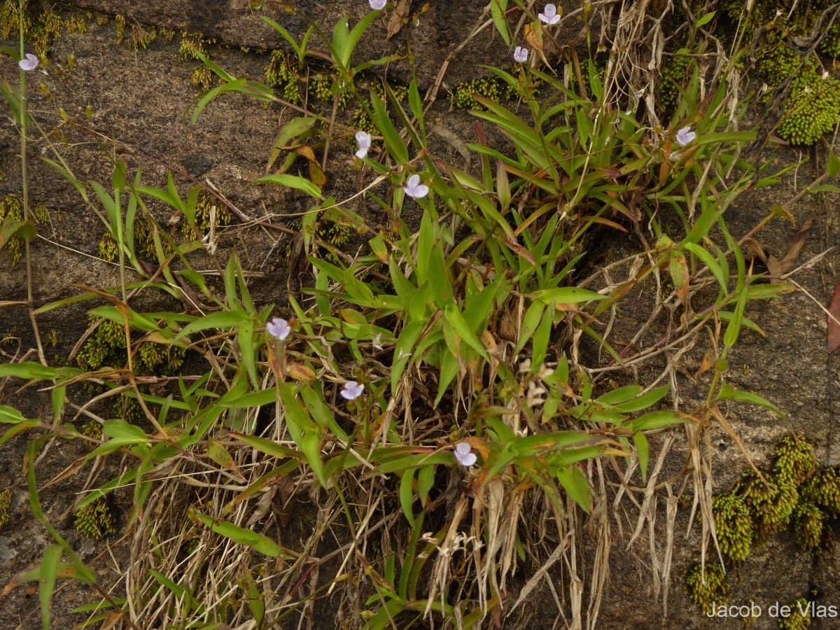 Murdannia esculenta (Wall. ex C.B.Clarke) Abeyw.